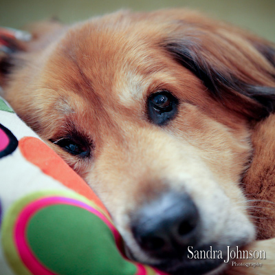 Best Orlando Pet Photographer - Sandra Johnson (SJFoto.com)